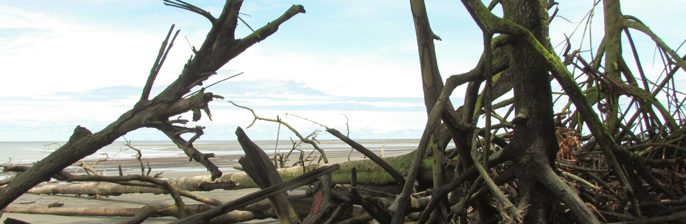 Acción de la dinámica costera sobre el bosque de manglar. Cauca, Colombia. 2013. Autor: Alexandra Rodríguez Rodríguez